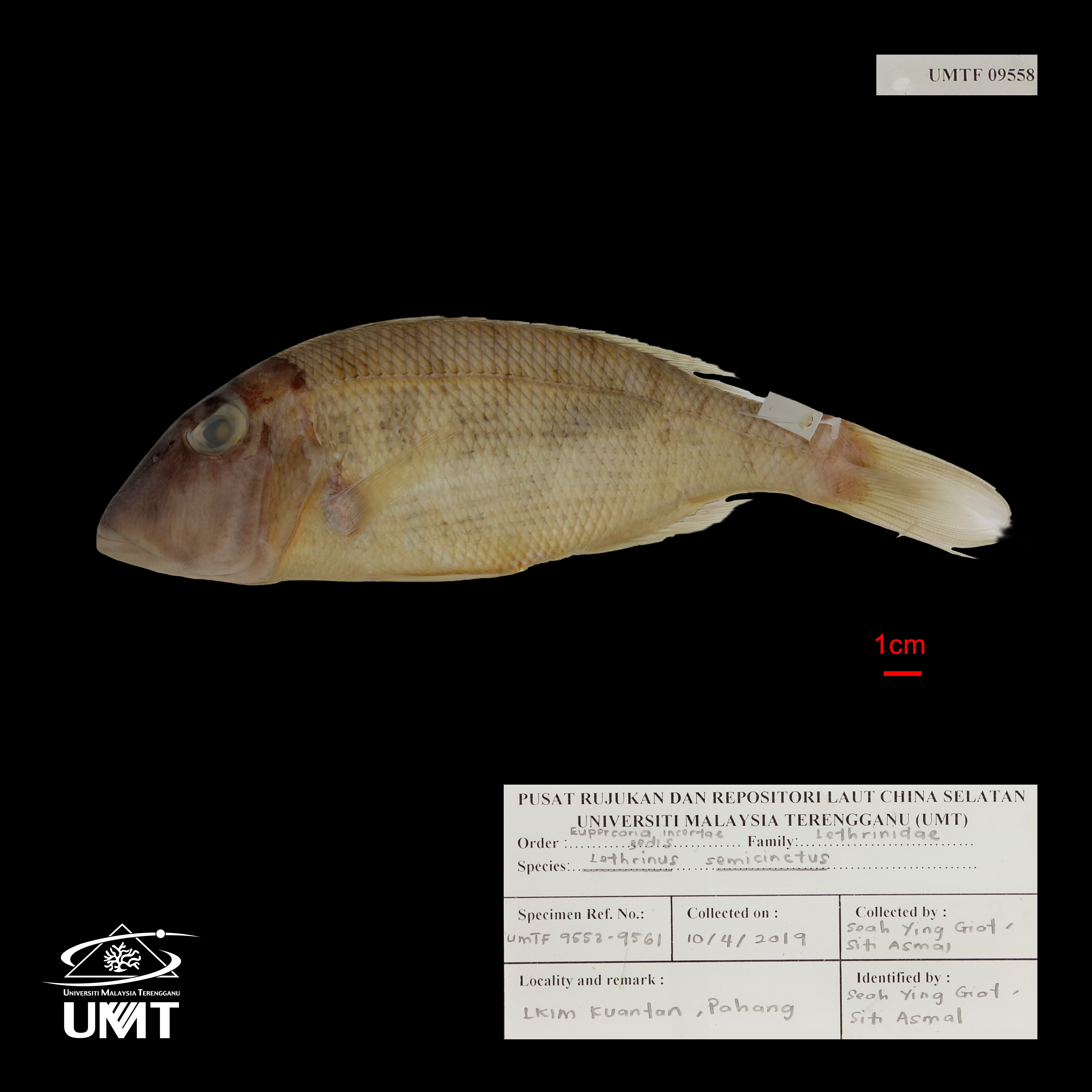 Specimen image